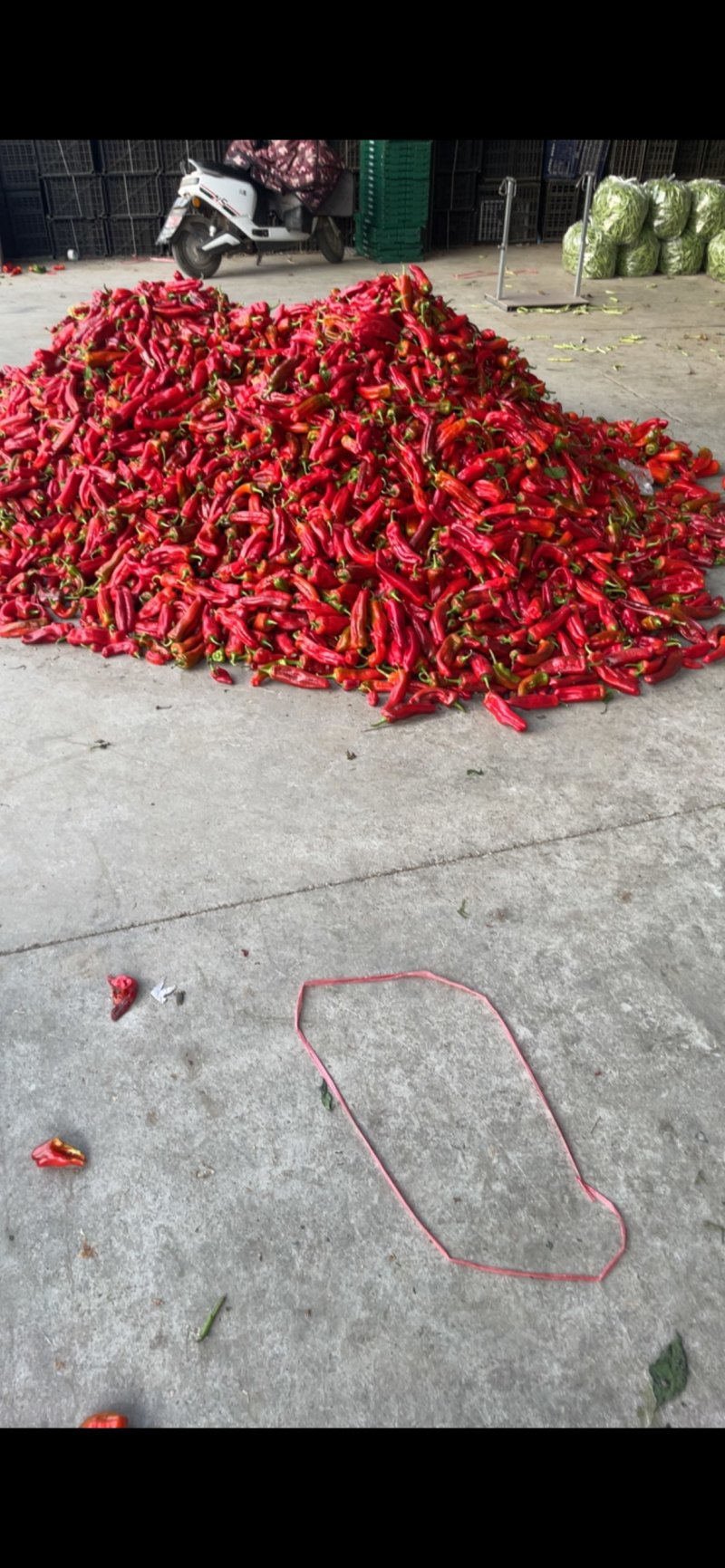精品红椒，大量上市，品质有保障，一手货源，量大从优