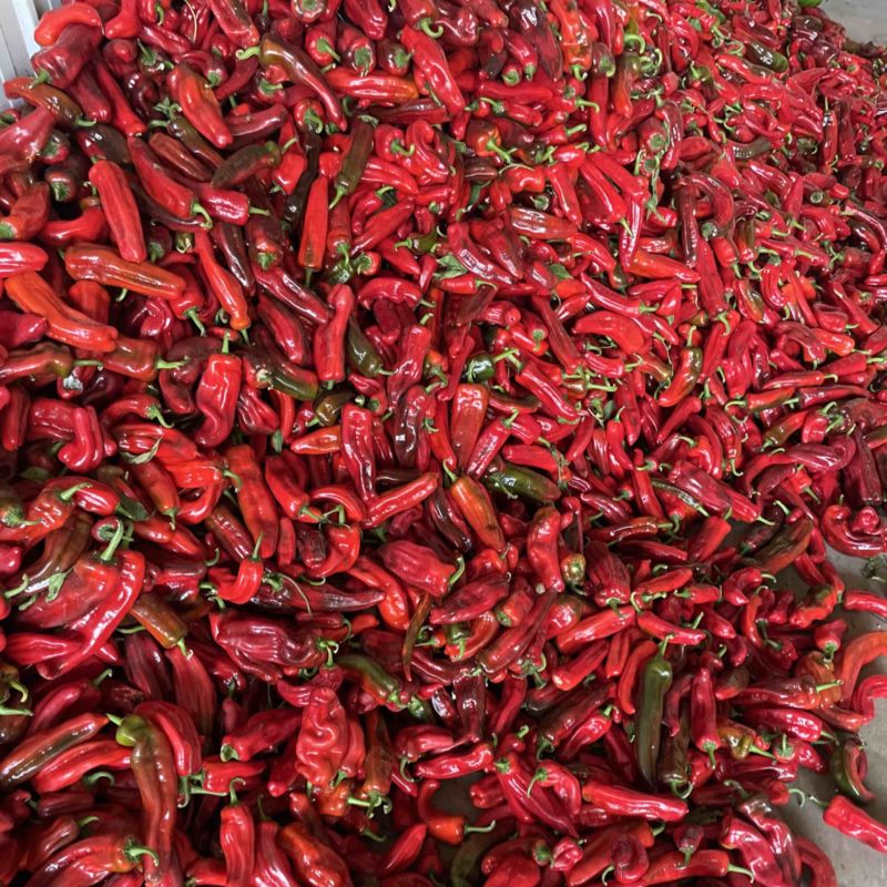 精品红椒，大量上市，品质有保障，一手货源，量大从优