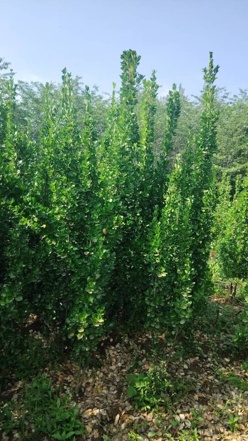 北海道黄杨，卫茅，冬青女贞，小波等