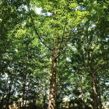 银杏树