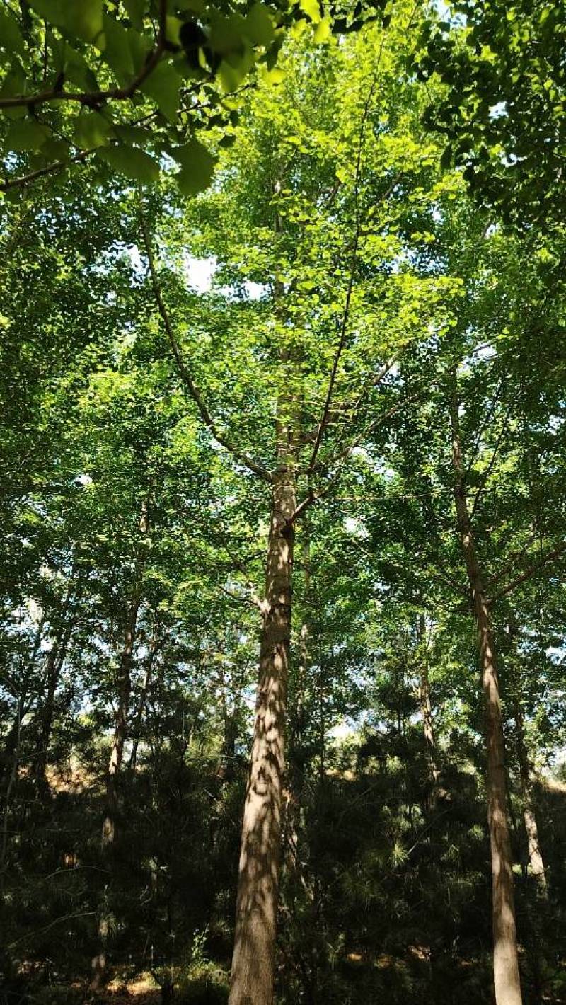银杏树