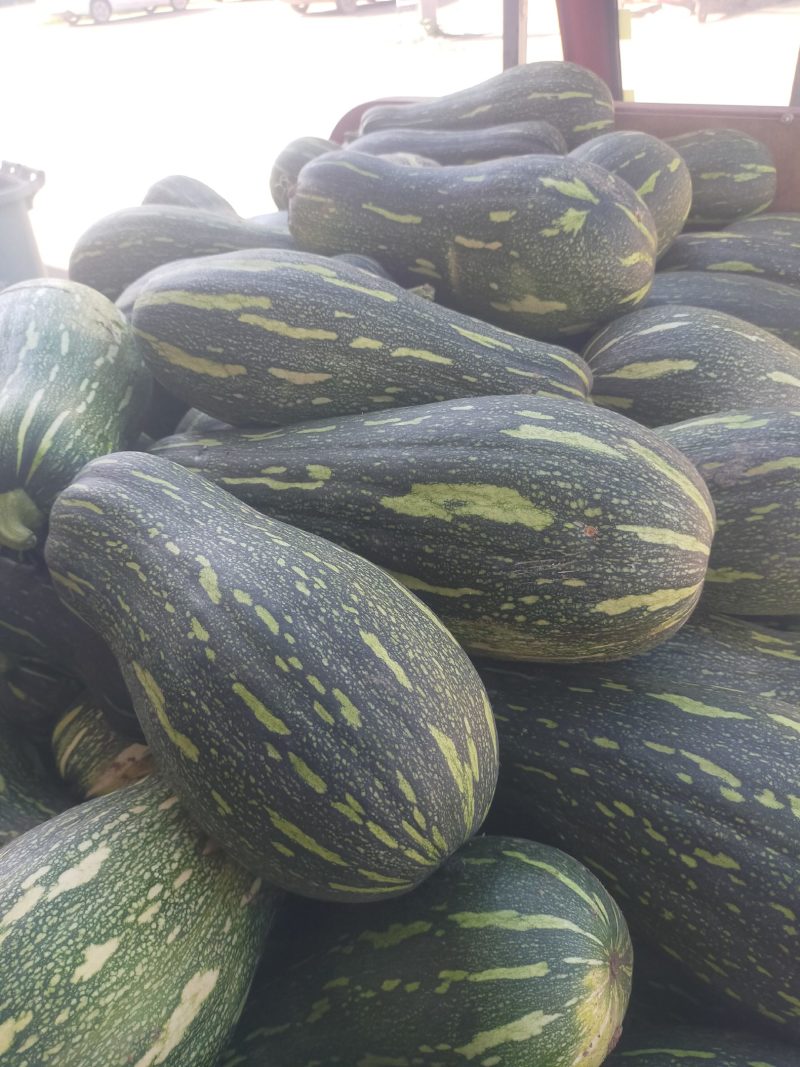 青南瓜大量有货，质量好，可供加工厂油炸，切块，
