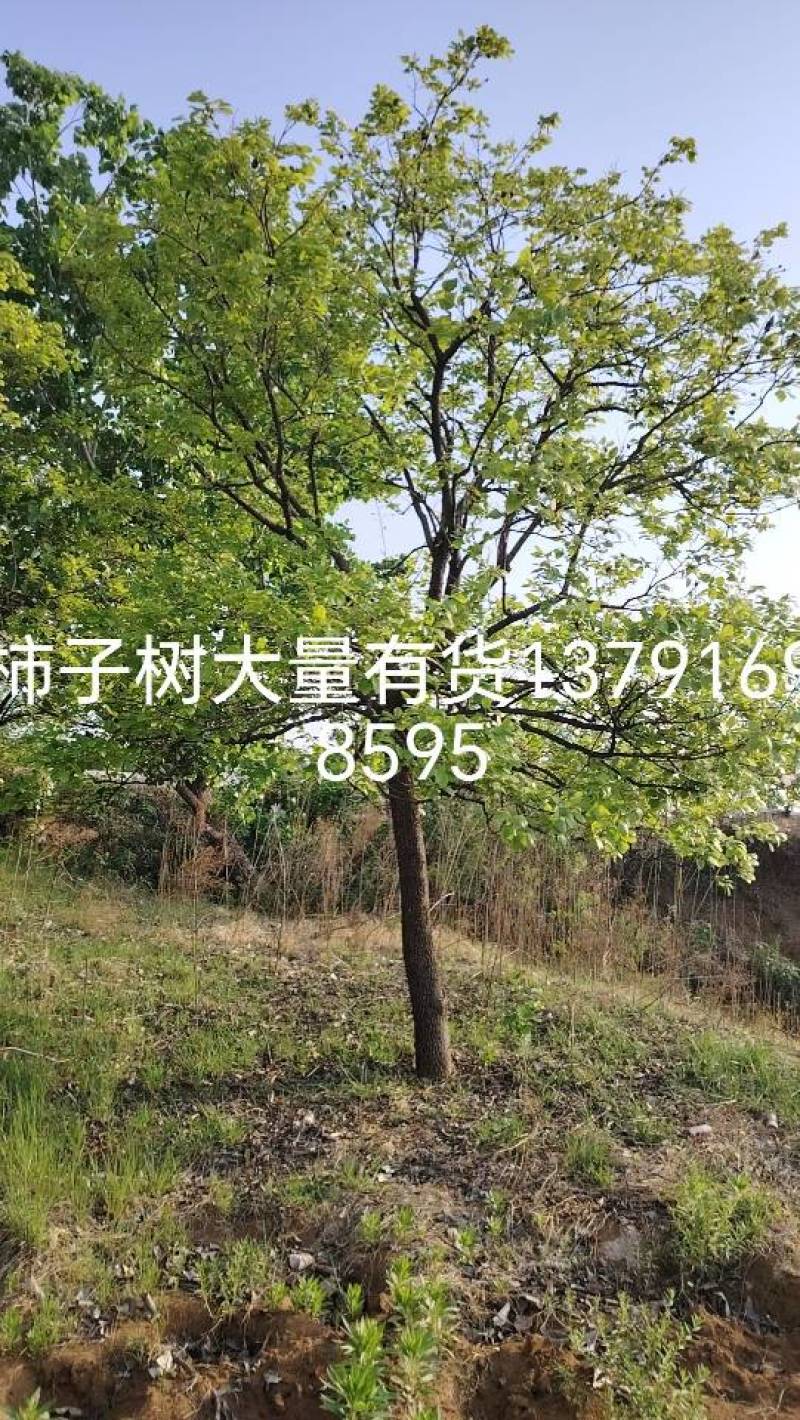 柿子树