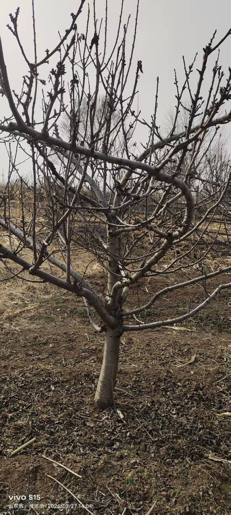 樱桃树