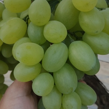 维多利亚青提