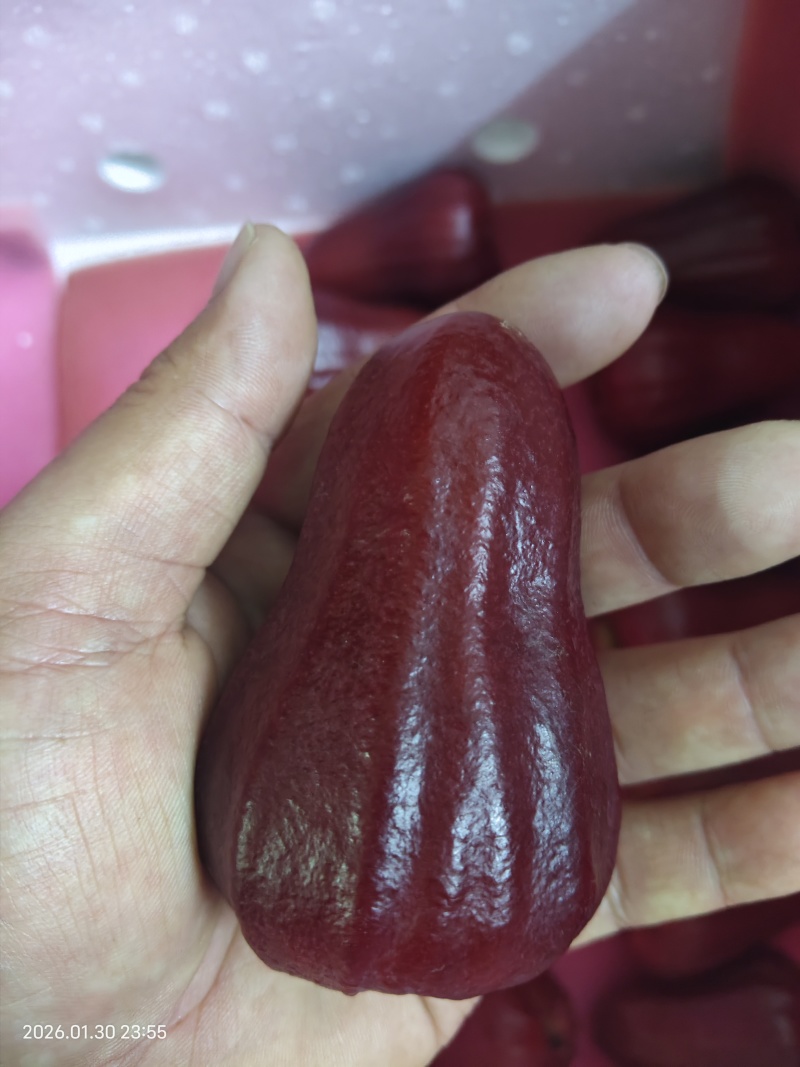 海南黑金刚莲雾精品！！！！！！！！！！！！！！！