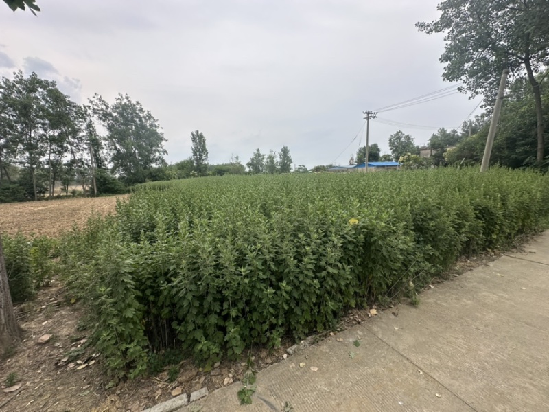 新鲜艾草**出售