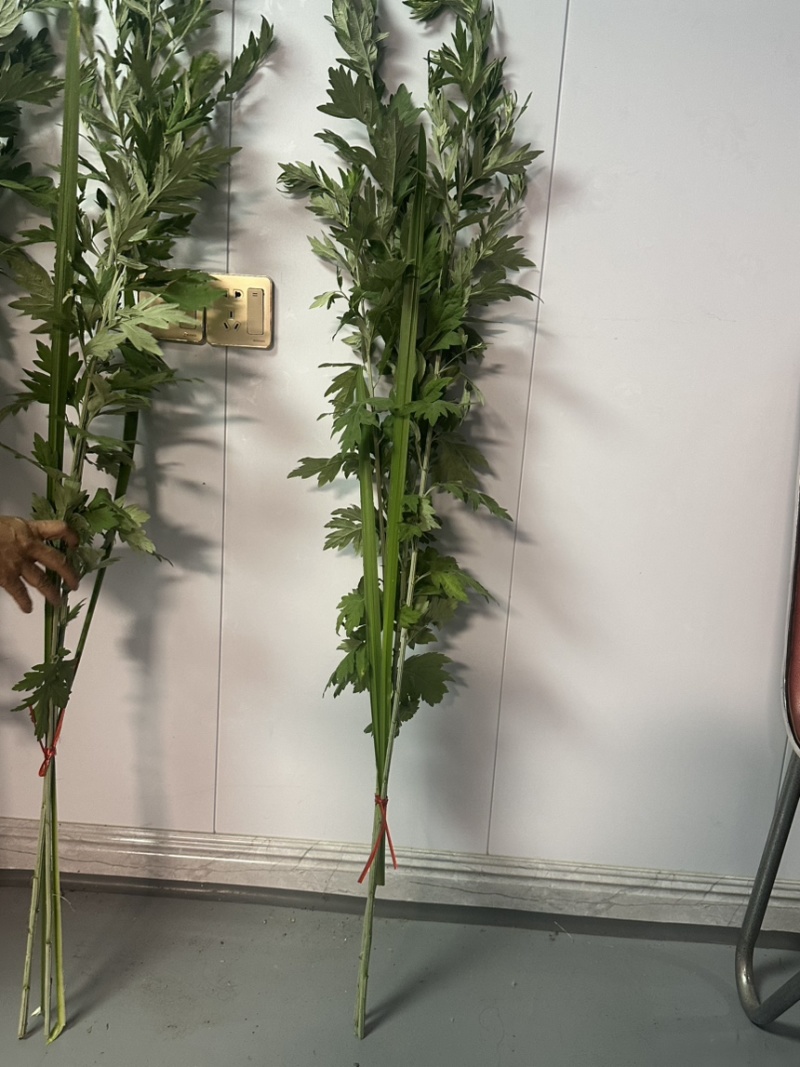 新鲜艾草**出售