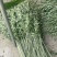 新鲜艾草**出售
