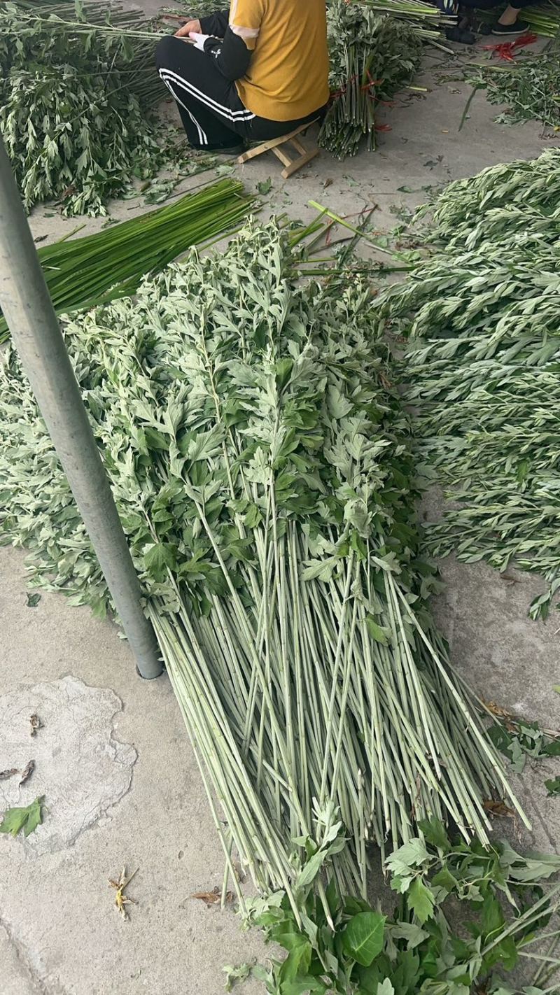 新鲜艾草**出售