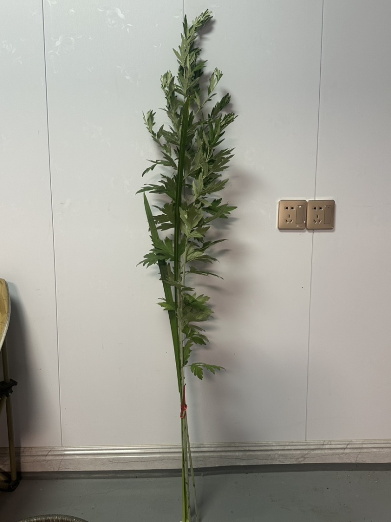 新鲜艾草**出售