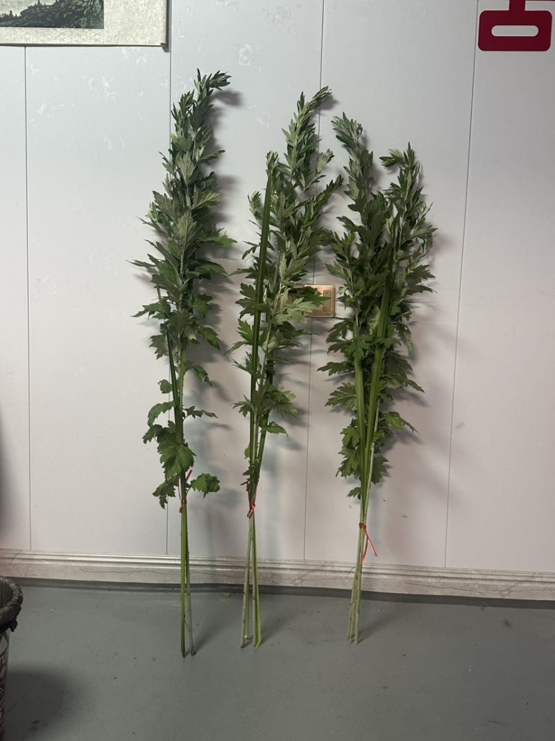 新鲜艾草**出售