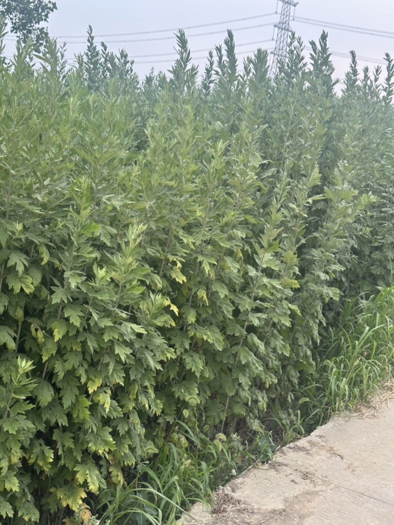 新鲜艾草**出售