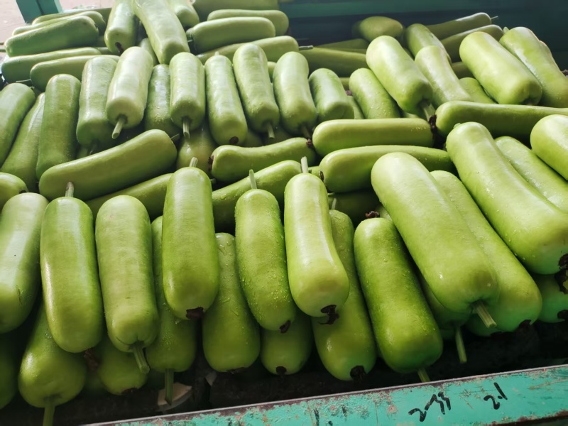 河北邯郸孤瓜大量上市，供应商超，食堂，市场，代发全国各地