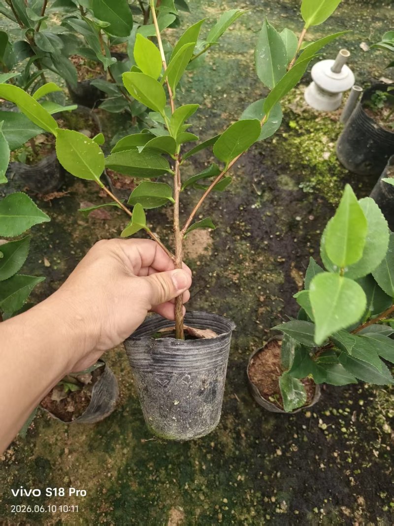 10杯香妃苗大量供货中