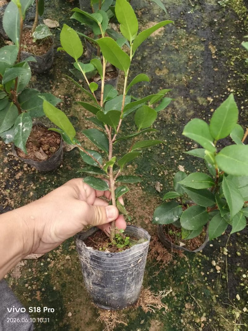 10杯香妃苗大量供货中