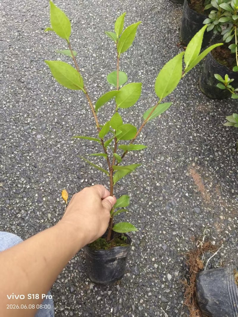 10杯香妃苗大量供货中