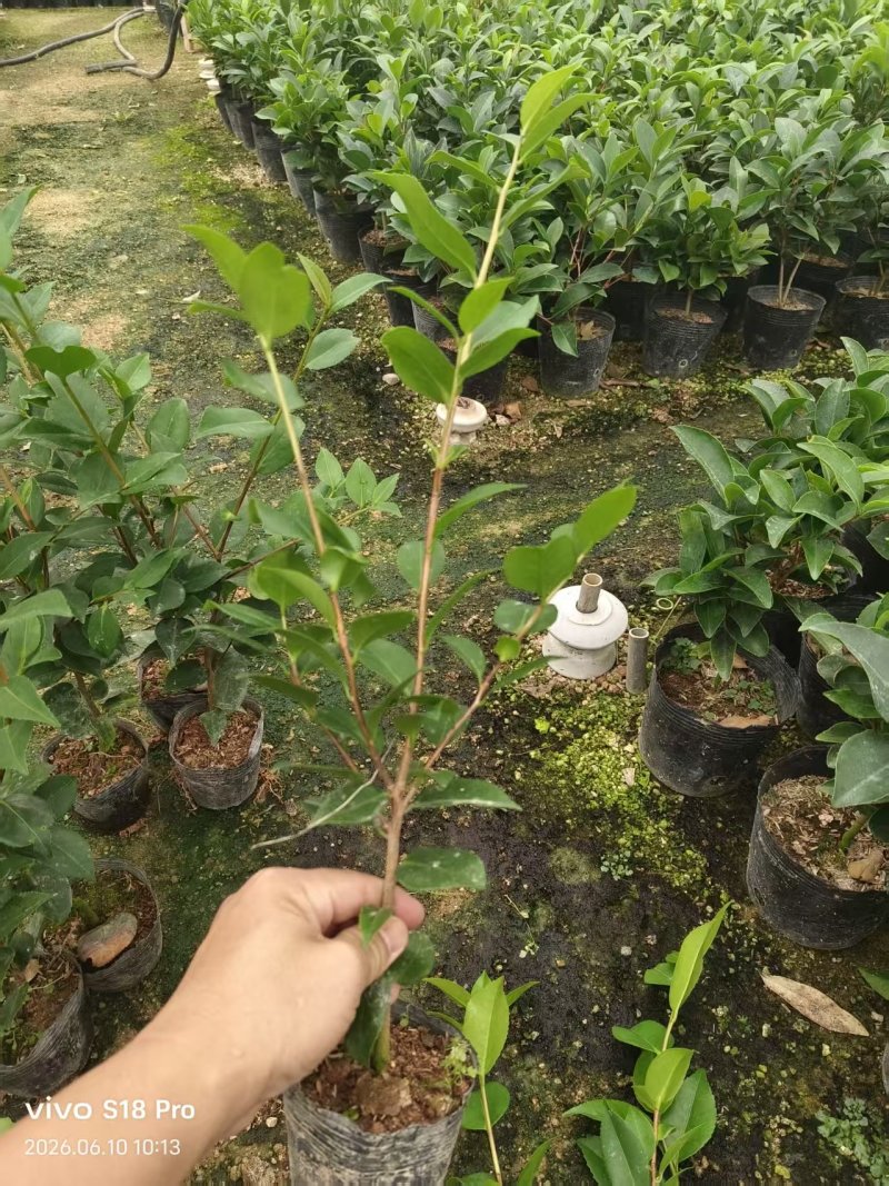 10杯香妃苗大量供货中