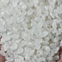 珍珠米
