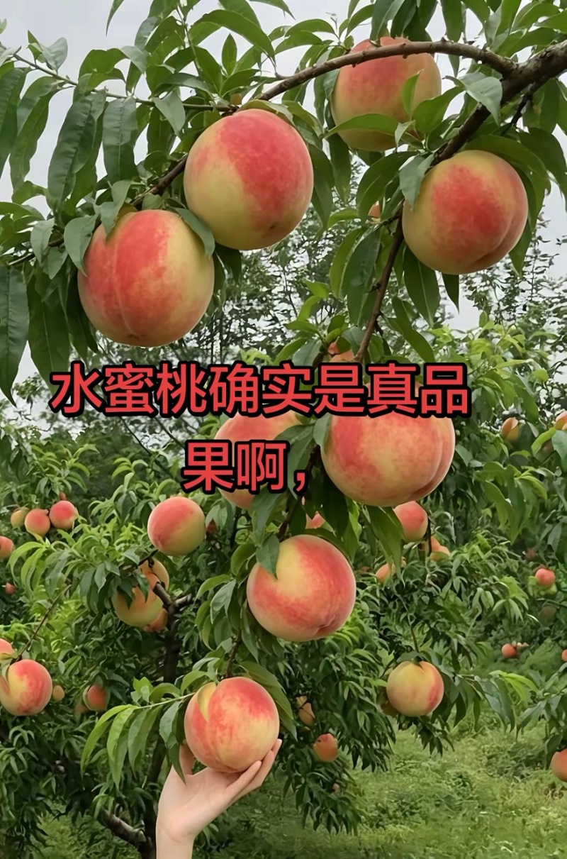 （新产地热卖）突围水蜜桃，各种水蜜桃甜度高.全国发货