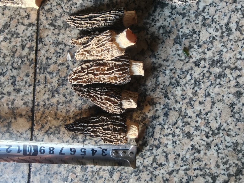 干货羊肚菌，规格齐全，量大，常年供应