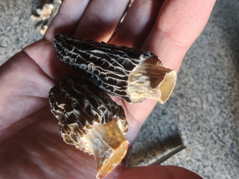 干货羊肚菌，规格齐全，量大，常年供应