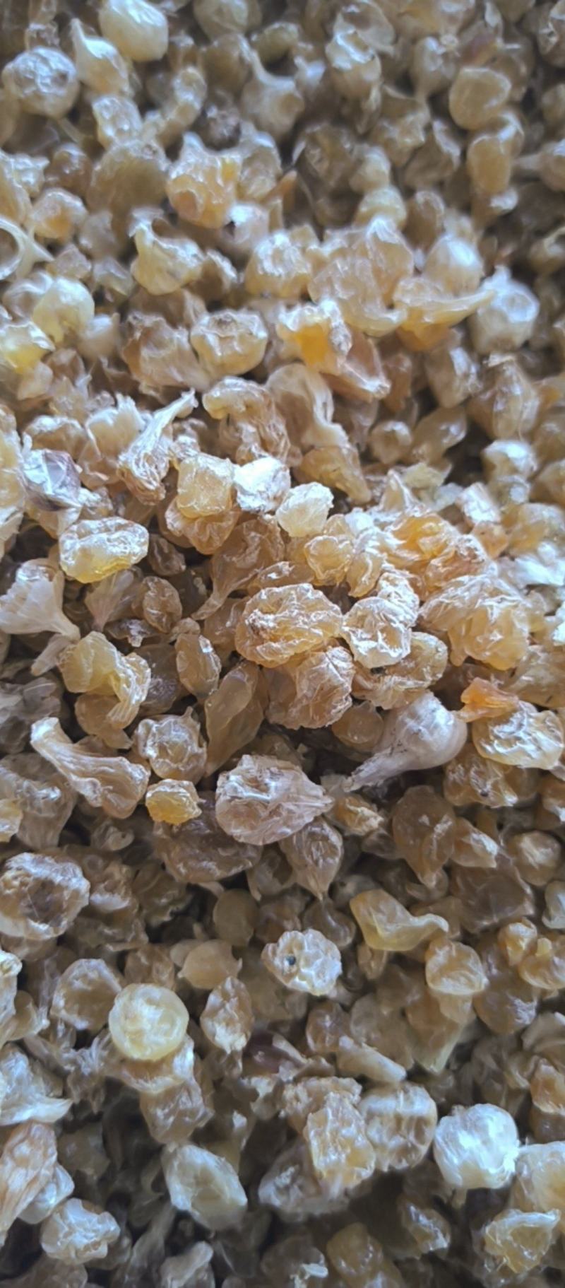 薤白春雨药材批发各种规格中药材质量保证量大从优