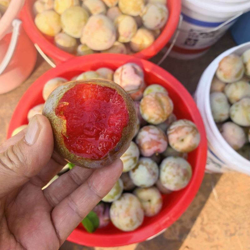 味帝李子大量上市中，有需要的可以联系我了