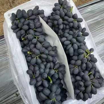 《精选》河北紫甜A17葡萄大量上市，颜色鲜艳，口感甜，