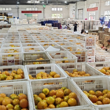夏橙