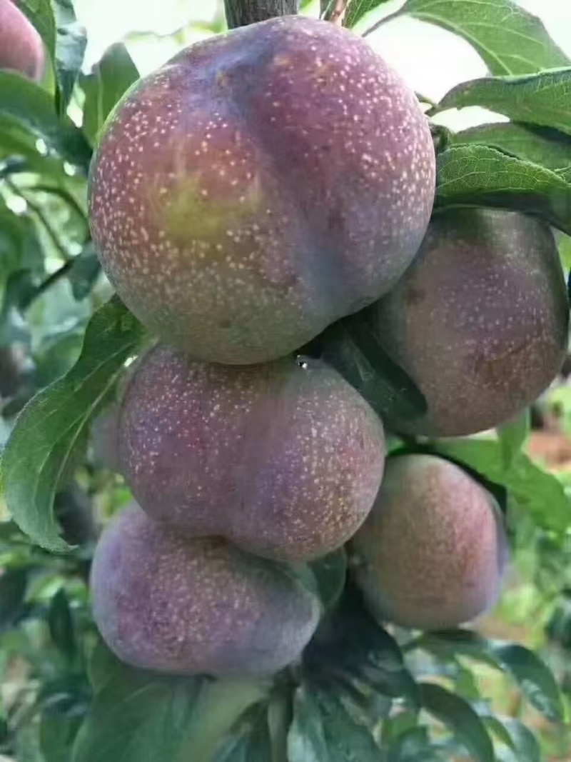半边红脆李