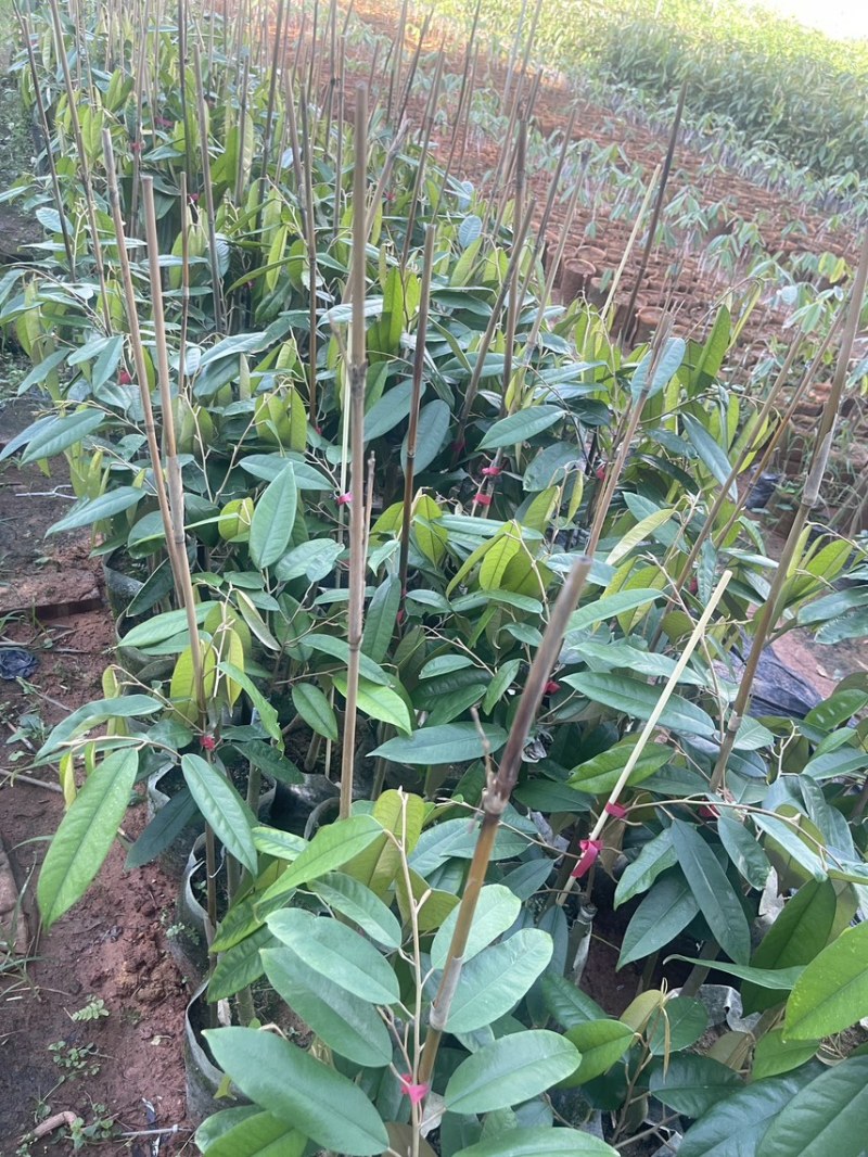 猫山王，黑刺榴莲树，嫁接优良品种，量大从优