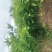 玉竹种茎（和平猪屎尾）