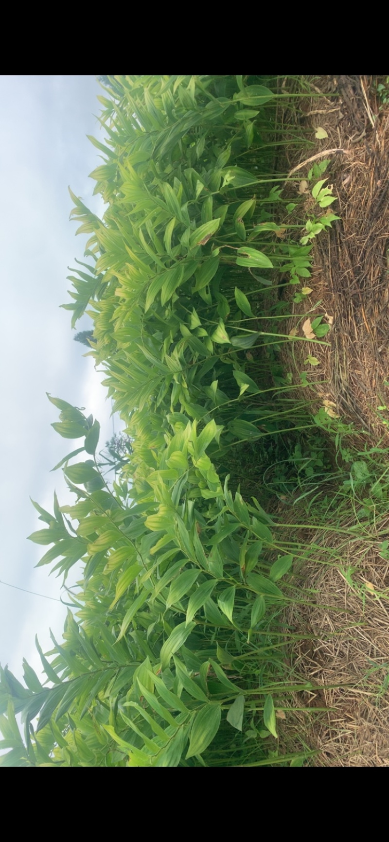 玉竹种茎（和平猪屎尾）
