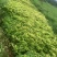 玉竹种茎（和平猪屎尾）