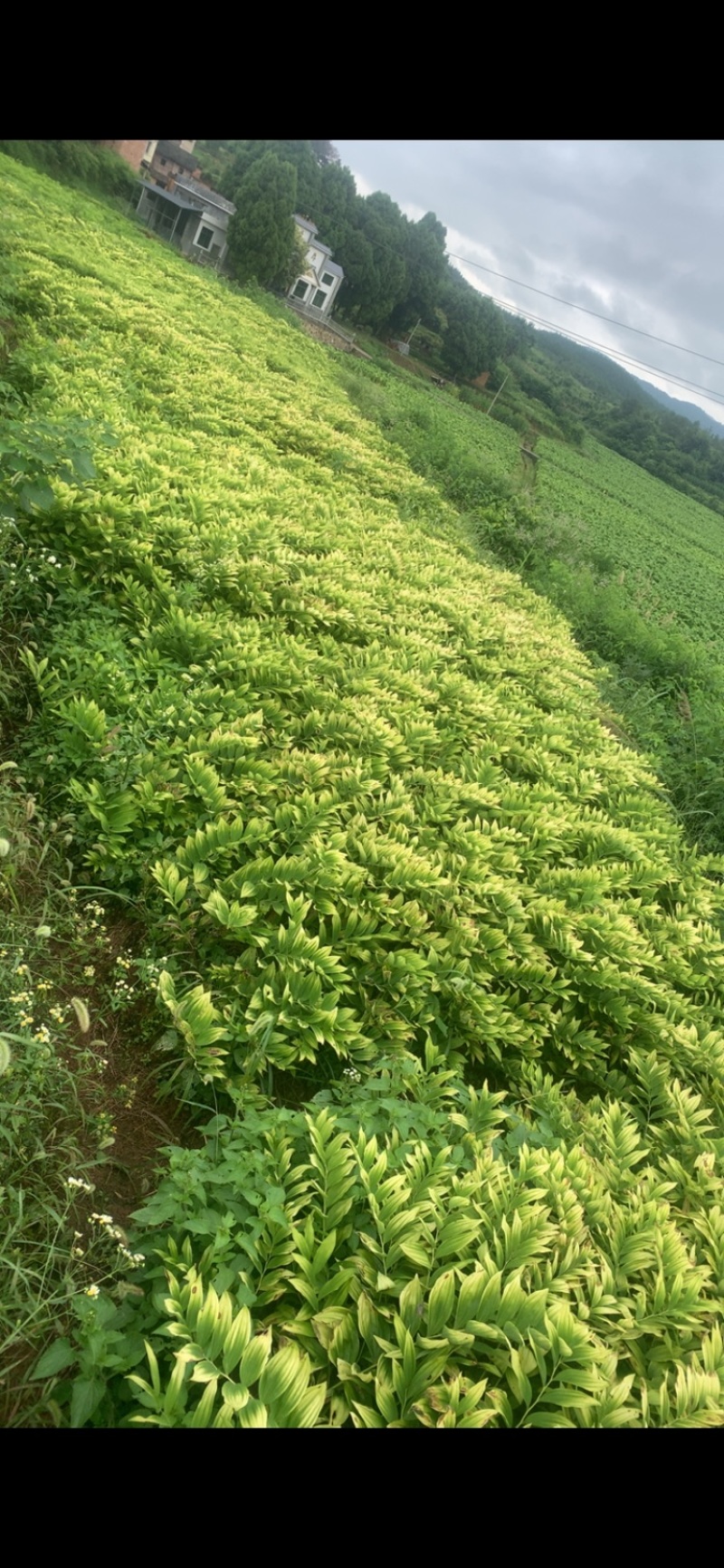 玉竹种茎（和平猪屎尾）