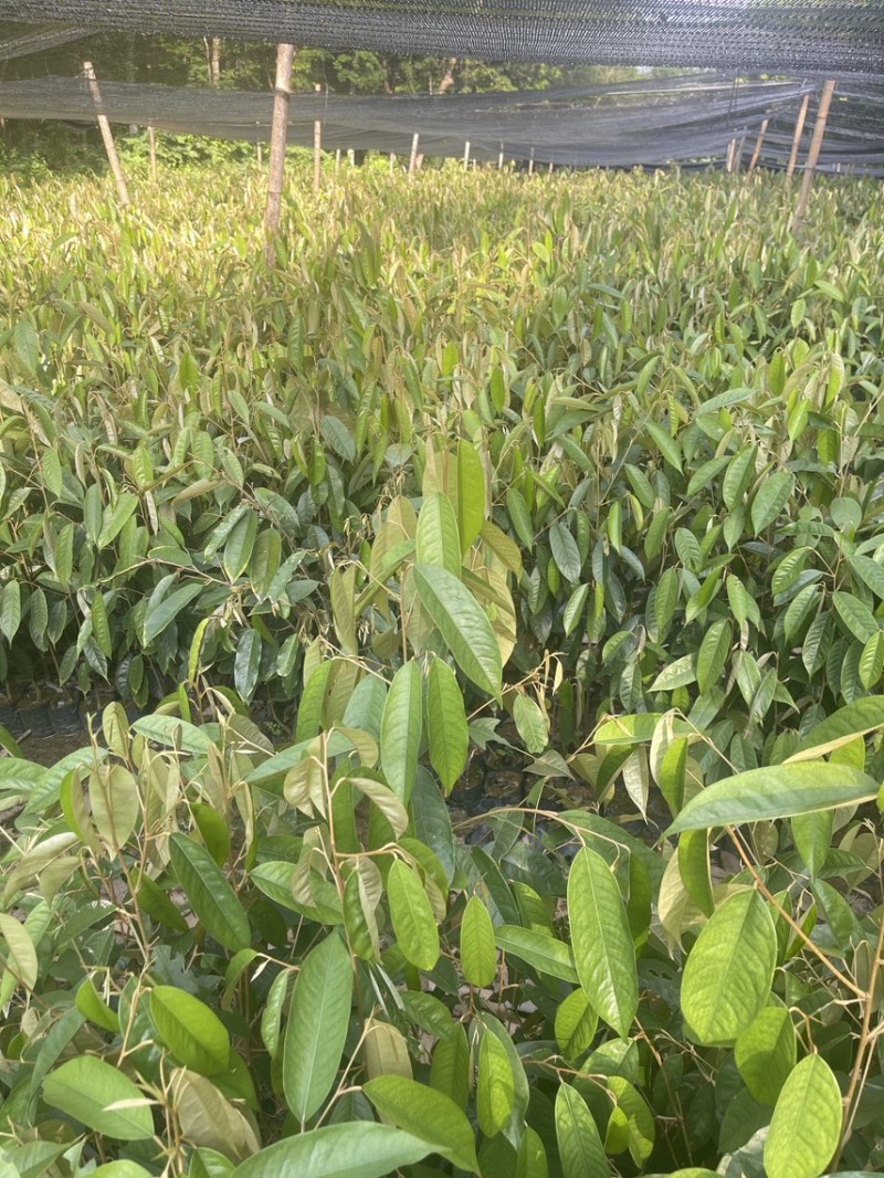 榴莲直生树，根壮易活好打理，适合做嫁接砧木