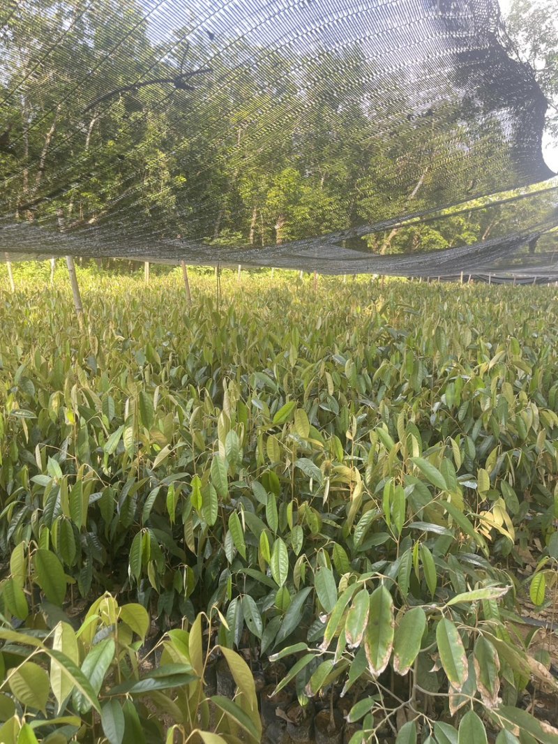 榴莲直生树，根壮易活好打理，适合做嫁接砧木