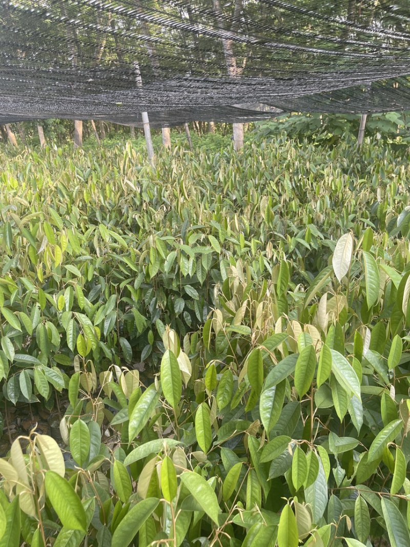 榴莲直生树，根壮易活好打理，适合做嫁接砧木