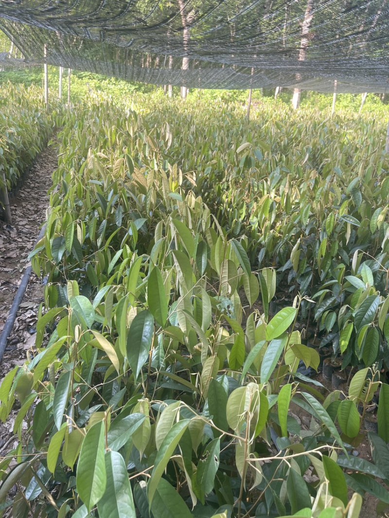 榴莲直生树，根壮易活好打理，适合做嫁接砧木