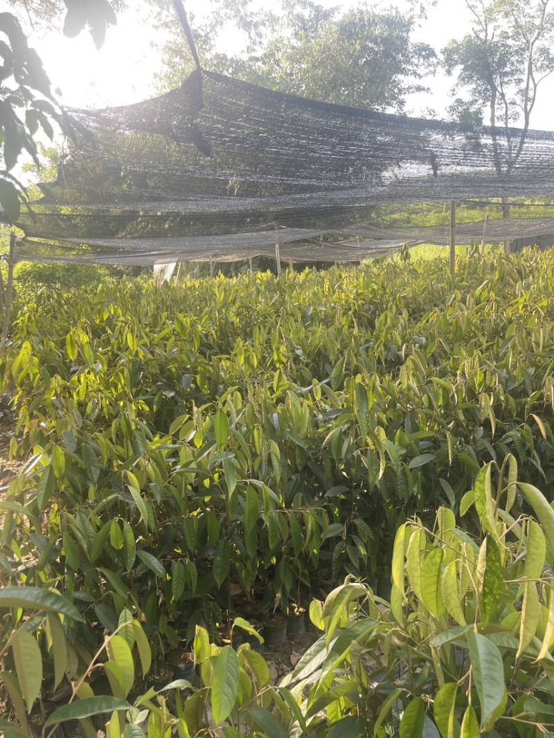 榴莲直生树，根壮易活好打理，适合做嫁接砧木