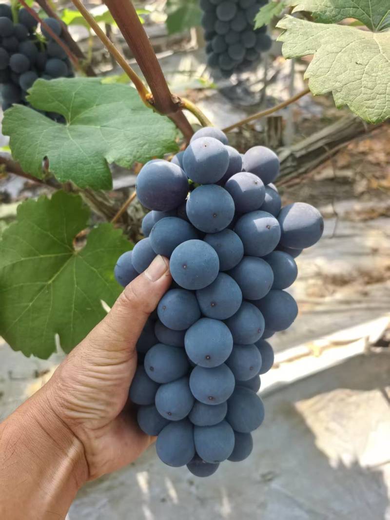 夏黑葡萄【湖南葡萄】规格齐全，诚信经营，客户至上！