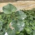 大吴风草成都郫县基地直发成都大吴风草批发