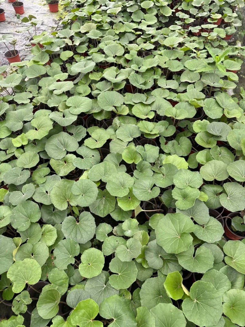 大吴风草成都郫县基地直发成都大吴风草批发