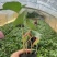 大吴风草成都郫县基地直发成都大吴风草批发