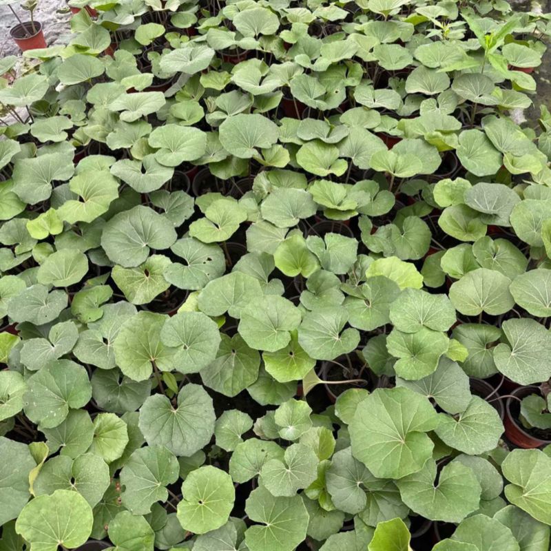 大吴风草郫县自家苗圃基地直发成都大吴风草批发