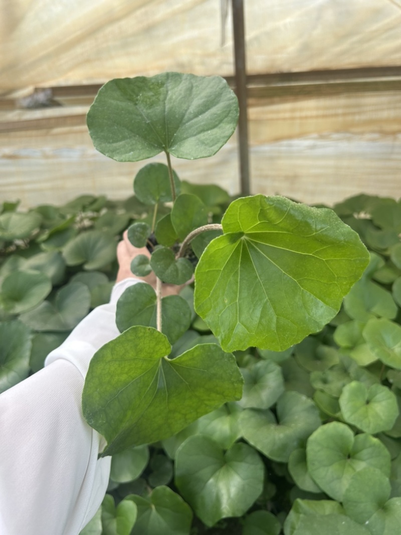 大吴风草郫县自家苗圃基地直发成都大吴风草批发