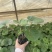 大吴风草郫县自家苗圃基地直发成都大吴风草批发