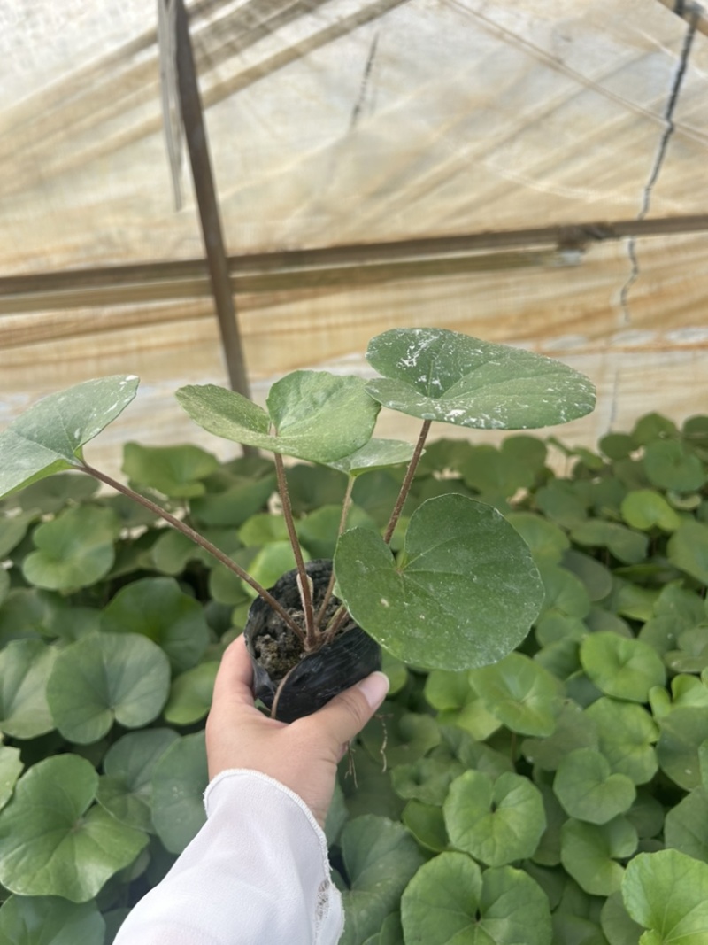 大吴风草郫县自家苗圃基地直发成都大吴风草批发
