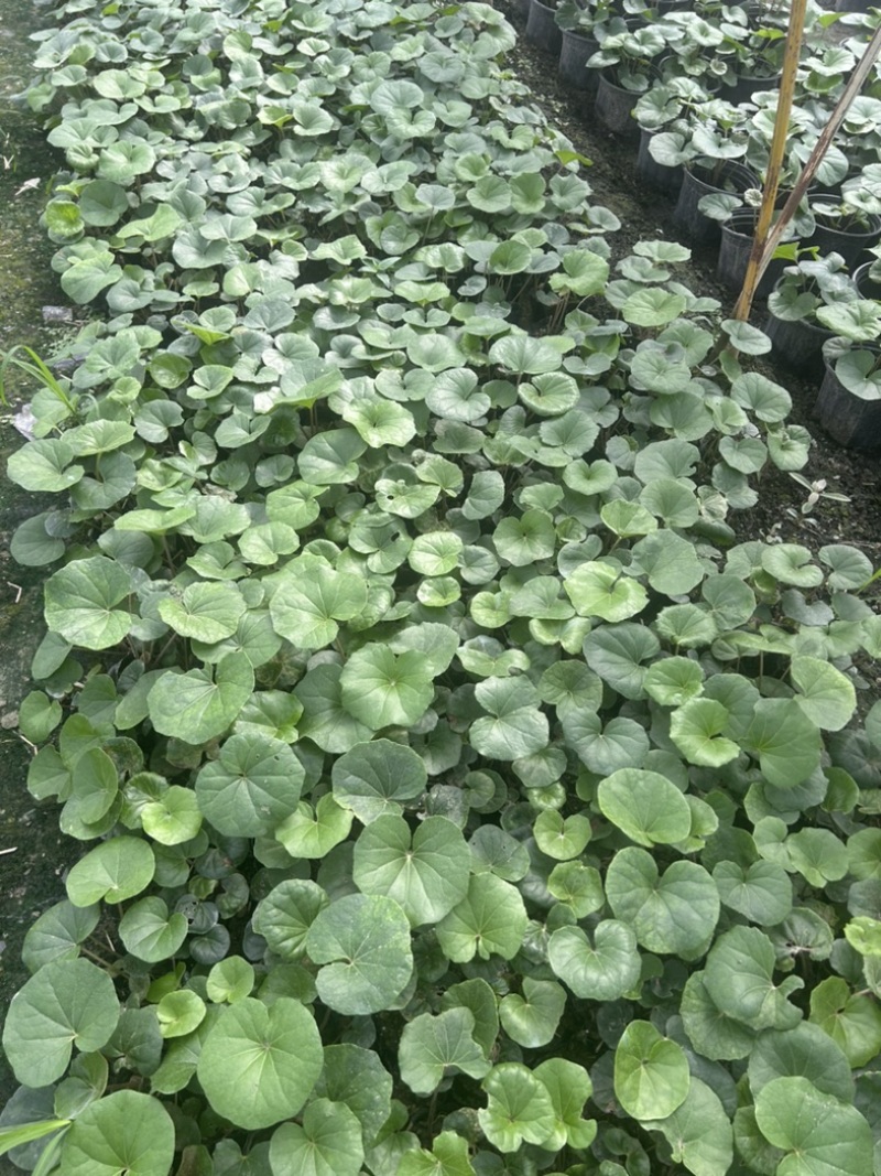 大吴风草郫县自家苗圃基地直发成都大吴风草批发